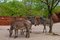 Free Zebras At The Zoo Stock Photos - 724723