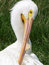 Free Pelican Grooming Royalty Free Stock Photos - 725158