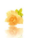 Free Artificial Rose Royalty Free Stock Photos - 7244488