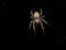 Free Araneus Diadematus Stock Image - 7262541