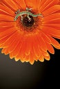 Free Gold Lizard Pin On Flower Royalty Free Stock Image - 7298756