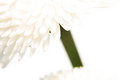 Free Purity Royalty Free Stock Photo - 730365