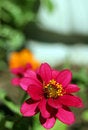 Free Zinnia And Bee Vertical Stock Photos - 731873