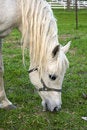 Free The Old Grey Mare Royalty Free Stock Images - 732049