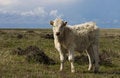 Free Cow In Field Royalty Free Stock Image - 733296