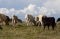 Free Cows In Field Stock Photo - 733300