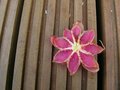Free Fruit Flower On Wood Royalty Free Stock Image - 734836