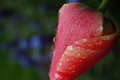 Free Rainy Tulip Royalty Free Stock Photos - 736698