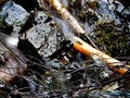 Free Small Stream Flow Stock Photo - 737150