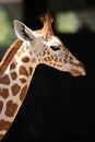 Free Giraffe Royalty Free Stock Photography - 739607