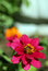 Free Zinnia And Bee Vertical Stock Photos - 731873