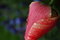 Free Rainy Tulip Royalty Free Stock Photos - 736698