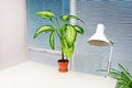 Free Office Workplace Stock Photos - 7329483