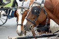 Free Cab Horses Royalty Free Stock Images - 742919