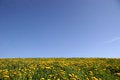 Free Grassland With Flowers2 Royalty Free Stock Images - 744469