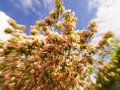 Free Zoom/motion Shot Of Peach Blossoms Royalty Free Stock Photo - 744985