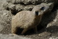 Free Wildlife Rodent Royalty Free Stock Images - 748109
