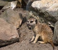 Free Meerkat Royalty Free Stock Photo - 749955
