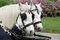 Free Pair Of Carriage Horses Royalty Free Stock Photography - 741937