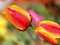 Free Red And Yellow Tulips Stock Images - 744844