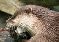 Free Otter Stock Image - 751831