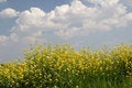 Free Rape Seed Stock Photography - 757702