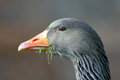 Free Close-up Of A Goose Eating Royalty Free Stock Images - 759719
