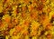 Free Yellow Flower Heads Stock Photography - 752392