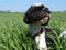 Free Dog In Field Stock Images - 752914