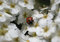 Free Mary Bug 2 Stock Photography - 754332