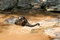 Free Elephant Bathing Stock Image - 755281
