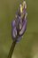 Free Bluebell Royalty Free Stock Photo - 758715
