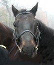Free Horse Face Stock Photos - 7529733