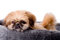 Free Sweet Pekingese Dog Stock Image - 7567451