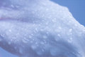 Free Water Drop Royalty Free Stock Photos - 763018