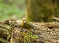 Free Greenfinch Stock Photos - 764843