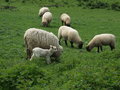 Free Little Lamb Stock Photo - 769510