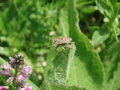 Free Medow And Bug Stock Photos - 769643