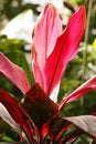 Free Red Petal Stock Photo - 769940