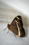 Free Brown Butterfly - Portrait Stock Photography - 762512