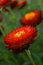 Free Flower Royalty Free Stock Photography - 764387