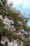 Free Flowers Set Against Sky Stock Photography - 766692