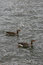 Free Two Geese In The Lake Stock Images - 769494