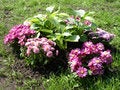 Free Flowerbed Stock Images - 7625154