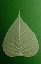 Free Green Leaf Stock Photography - 7658292