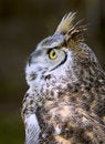 Free Great Horned Owl (Bubo Virginianus) Looks Up Royalty Free Stock Photography - 771167