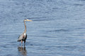 Free Great Blue Heron Royalty Free Stock Photos - 771828