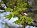 Free Conker Branch Royalty Free Stock Image - 771986