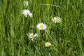 Free Daisy Royalty Free Stock Photos - 772988