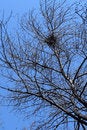 Free Crow S-nest Stock Images - 773324